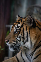 アムールトラの横顔