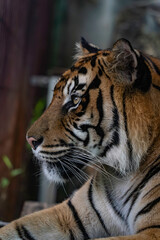 見つめるアムールトラ