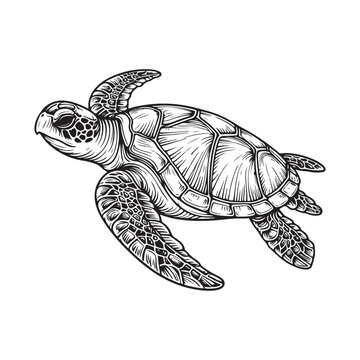 recommend clip art: Line art of sea turtle vector