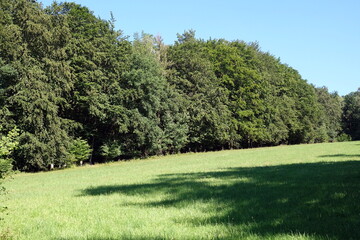 Wiese an einem Waldrand