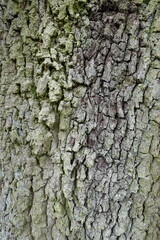 Borke einer Eiche