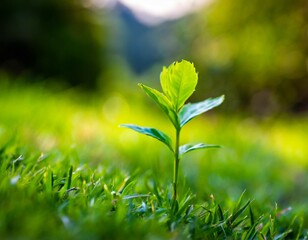 A young plant emerging from lush green grass, symbolizing growth and vitality in nature.