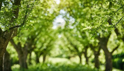 Captivating defocused bokeh of green nature, featuring blurred crown trees in a serene garden...