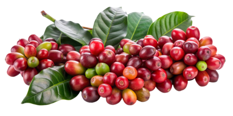 coffee berries with leaves