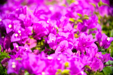 Blooming pink Bougainvillea spectabilis looks like a wall. A hedge of beautiful bougainvillea bushes with lilac flowers.