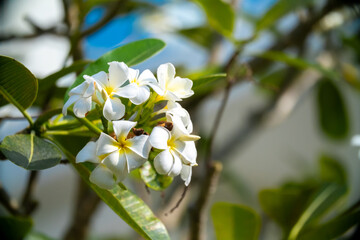 Plumeria flower on a tree. White tropical frangipani flower. Tropical landscape of beautiful plants and flowers.