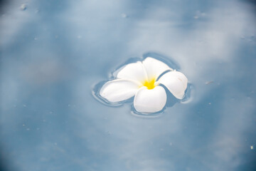 A Plumeria flower floats on the water in a pond. White tropical frangipani flower. Tropical landscape of beautiful plants and flowers. The concept of calm and tranquility.