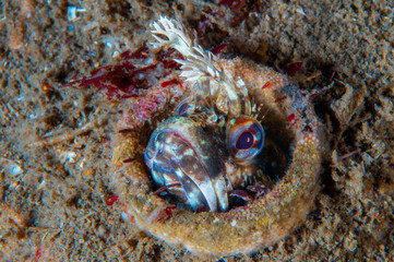 yellowfin fringehead