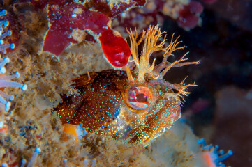 yellowfin fringehead