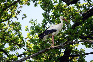 Storch auf einem Baum