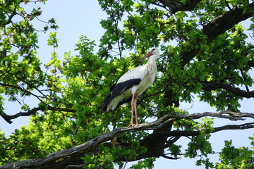 Storch auf einem Baum