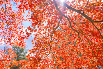 Beautiful autumn landscape.Colorful foliage in autumn.Falling maple leaf seasons.Maple leaves turn yellow, orange, red in autumn.