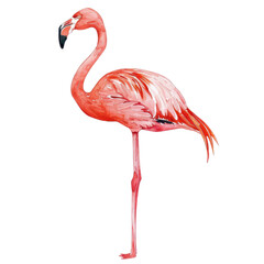 Obraz premium Watercolor illustration of a standing pink flamingo with detailed feathers and a black beak on a white background.
