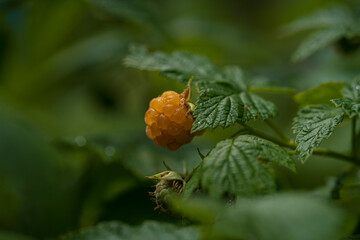 sweet red raspberry before harvest time in close up view