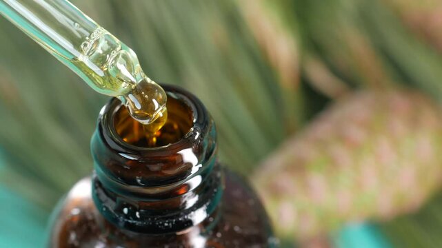 Bottle of pine essential oil and tree branch on white background