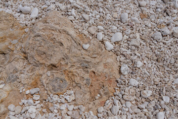 Coral fossils / reef deposits / Limestone at Ko Olina Beach Park, Leeward Coast of Oahu, Honolulu,...