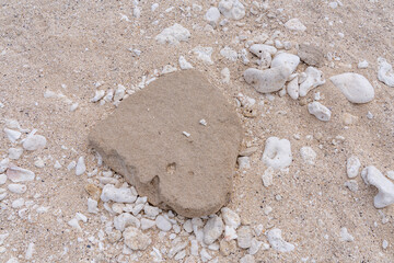 Beachrock with Coral fossils / reef deposits / Limestone at Ko Olina Beach Park, Leeward Coast of...