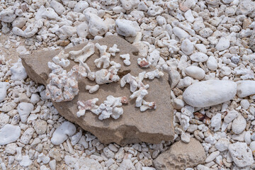 Beachrock with Coral fossils / reef deposits / Limestone at Ko Olina Beach Park, Leeward Coast of Oahu, Honolulu, Hawaii geology. Beachrock is a friable to well-cemented sedimentary rock. 
