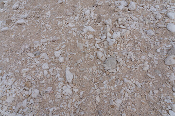 Coral fossils / reef deposits / Limestone at Ko Olina Beach Park, Leeward Coast of Oahu, Honolulu, Hawaii geology.