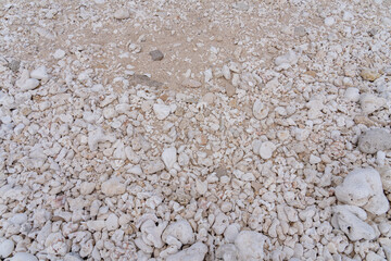 Coral fossils / reef deposits / Limestone at Ko Olina Beach Park, Leeward Coast of Oahu, Honolulu, Hawaii geology.