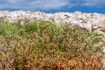 Sesuvium portulacastrum is a sprawling perennial herb in the family Aizoaceae, shoreline purslane,...