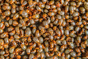 There are many Colorado potato beetles. Colorado potato beetle texture. Pests of agricultural plants.