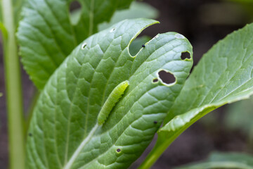 小松菜の葉を食べるモンシロチョウの幼虫
