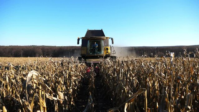 Harvester gathering ripe corn crop at field on sunny day. Combine cutting yellow maize stalks at meadow during harvesting season. Agricultural machine working on farmland. Agronomy and farming concept
