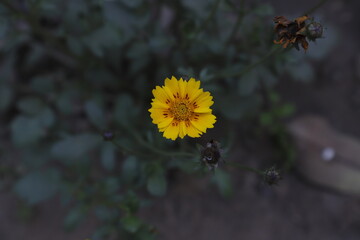 Lance-Leaved Coreopsis Flower  