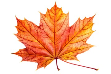 Obraz premium Single Isolated Red Maple Leaf With Veins, On A White Background.