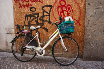 Outdoors portrait of a beautiful white dog sitting in the bike's basket, Treviso