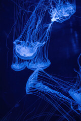 Sea jellyfish with long tentacles	