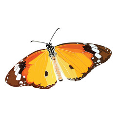 Monarch butterfly isolated graphic illustrated.