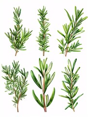 Bunch of new rosemary separated on blank background.