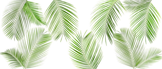 Green coconut palm leaves isolated on white, set