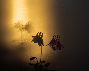 Still life with a flower, quiet shadows in the background, soft evening light