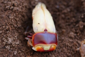 羽化直後のオオクワガタのオス