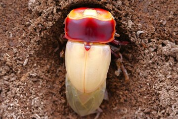 羽化直後に羽を乾かすオオクワガタのオス