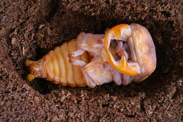 大きなオオクワガタのオスの蛹