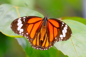 葉の上で休むスジグロカバマダラ (伊丹市昆虫館)