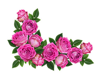 Pink rose flowers in a corner floral arrangement isolated on white or transparent background