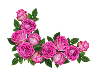 Pink rose flowers in a corner floral arrangement isolated on white or transparent background