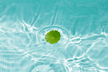 Centella asiatica leaf in petri dish on blue water