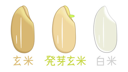 玄米と発芽玄米と白米