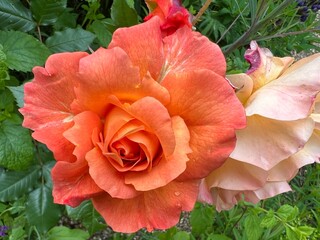 Close up of beautiful rose bush of flowers the apricot peach pink colour roses home in full bloom grow in organic English country nature garden in Summer with lush green healthy bush green leaves