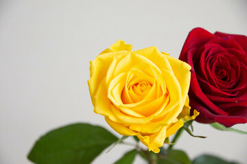 黄色と赤のばら