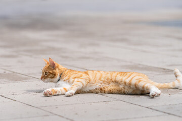 Orange tabby, also commonly called red or ginger tabby cat lying down on sidewalk street. Red cat lying on pavement. 