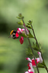 bee in a baby sage (graham's sage)