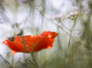 red poppy in a field - dreamy look