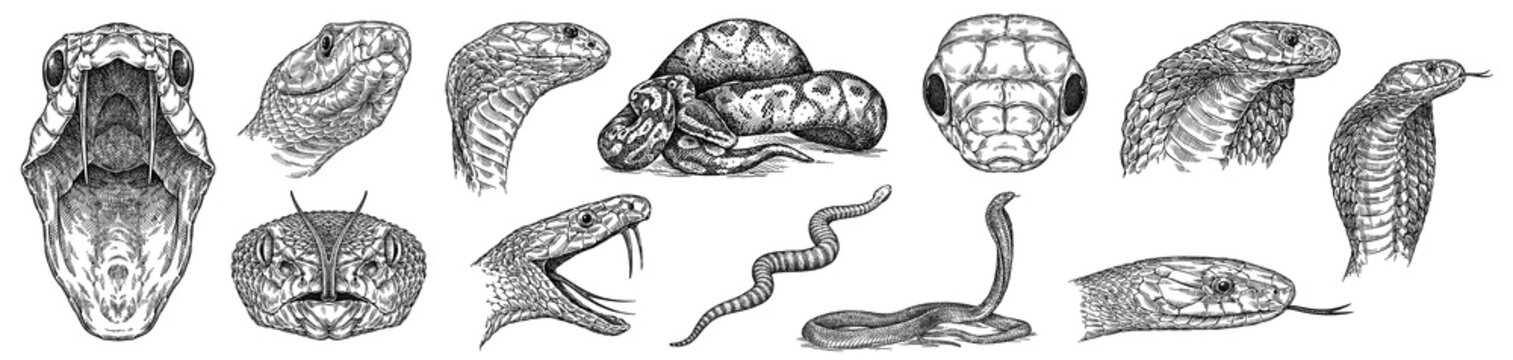 Vintage engraving isolated snake set illustration serpent ink sketch. Reptile asp background viper silhouette cobra art. Black and white hand drawn image
